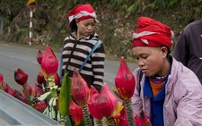 Hoa chuối đón tết