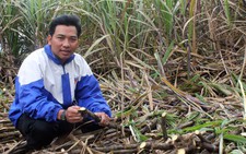 Triệu phú mía giữa rừng