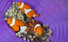 Diệu kỳ sự sống dưới đại dương