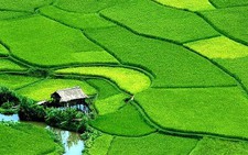 Mùa châu chấu tuổi thơ