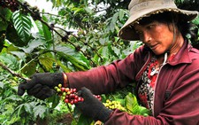 Hành trình cà phê Việt - Kỳ 1:  Đánh thức Tây nguyên