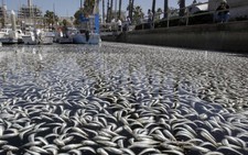 California: 1 triệu cá mòi chết ngạt