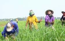 Lao động Campuchia ở vùng biên