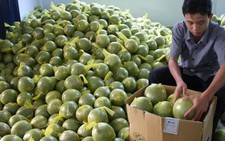 Xuất khẩu trái cây tươi gặp khó
