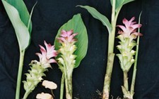 Nghệ trắng chữa bệnh đau dạ dày?