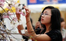 Nồng ấm lễ hội hoa anh đào