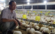 Người nuôi gà bị ép