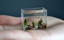 Bể cá nhỏ nhất cho con cá nhỏ nhất