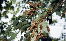 Mỹ: đàn ve sầu khổng lồ 