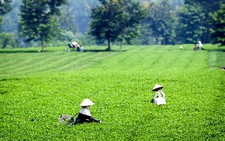 Đồi chè Thanh Sơn
