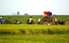 Mùa gặt