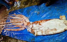 Vớt được xác mực khổng lồ