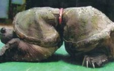 Rùa biến dạng vì rác nhựa