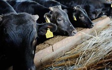 Nhật sẽ cấm thịt bò từ Fukushima