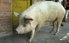 Nhân bản vô tính chú heo 