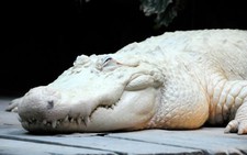 Thế giới động vật bạch tạng