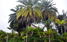 Bốn cây chà là quý hiếm bị 