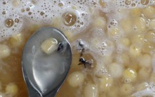 Mứt sen có... ruồi chết