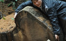 Băm nát rừng xanh