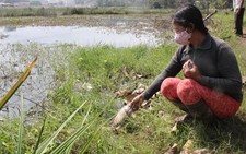 Cá chết hàng loạt ở Dung Quất
