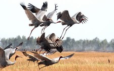Tràm Chim trở thành khu ramsar 2.000 của thế giới