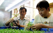 Để Trường Sa có rau xanh quanh năm