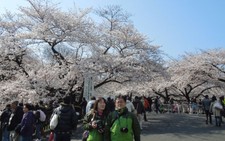 Tokyo - mùa hoa anh đào