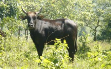 Nghi vấn bò tót lai bò nhà