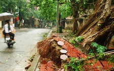 Lào Cai: lốc xoáy, hàng trăm cây xanh bật gốc