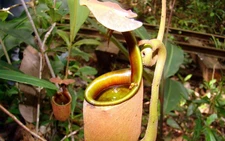 Kiến làm 