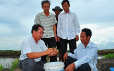 Suy kiệt vì tôm chết