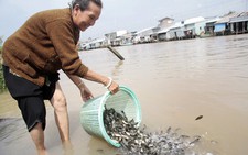 Phóng sinh hồi hướng cho cha mẹ