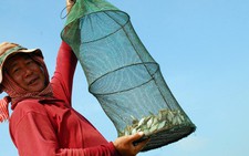 Cá linh mùa nước nổi