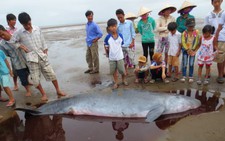 Hai cá heo chết trôi dạt vào bờ biển Trà Vinh