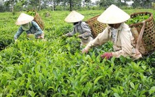 Tăng mức hỗ trợ cây trồng, vật nuôi, thủy sản thiệt hại do thiên tai, dịch bệnh