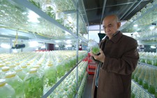 Sáng chế độc quyền cho quy trình trồng sâm Ngọc Linh
