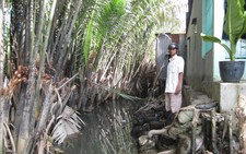 Trang trại nuôi heo 