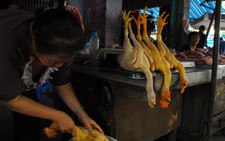 Gà 