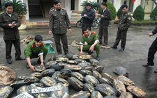 Bắt giữ hơn 700kg kỳ đà và rùa trái phép