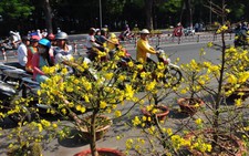 Hoa kiểng Sài Gòn 