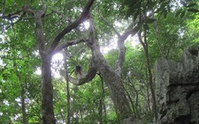 Bái Tử Long, nơi chứa đựng những giá trị thiên nhiên phong phú
