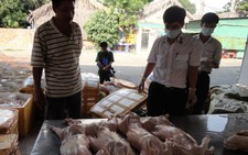 1,2 tấn heo bẩn 