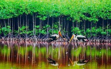 Ứng xử trách nhiệm với khu Ramsar