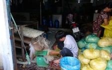 Phạt 2 cơ sở làm giá đỗ bằng hóa chất