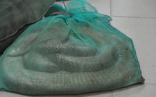 Bắt vụ vận chuyển rắn hổ mang chúa về thủ đô