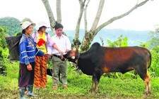 Làng tặng bò