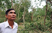 Cay đắng bạt ngàn cao su ngã gục