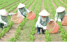Crila - Điều trị hiệu quả u xơ tuyến tiền liệt
