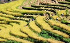 Ngắm ruộng bậc thang thượng du mùa lúa chín