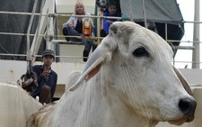 Thịt bò Úc tràn ngập siêu thị